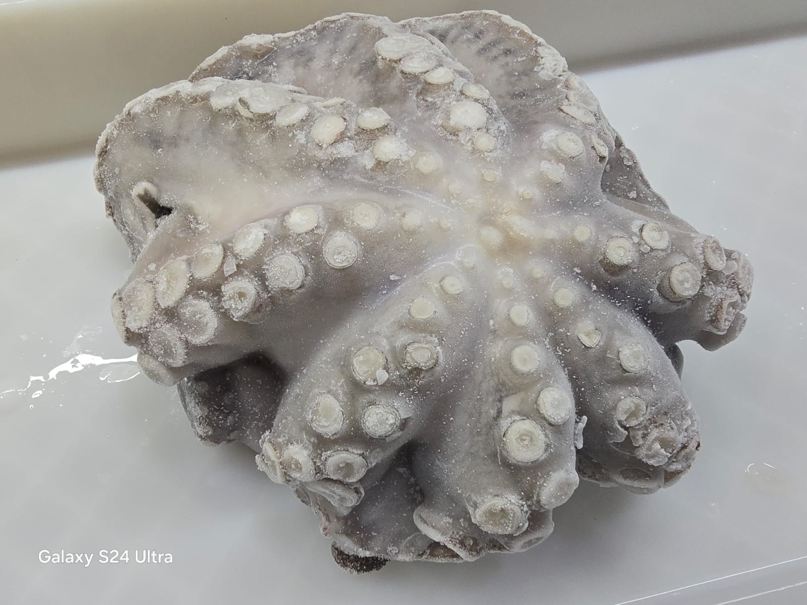 octopus indonesia